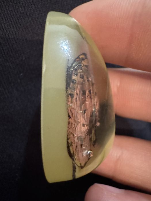 Препарирана пеперуда