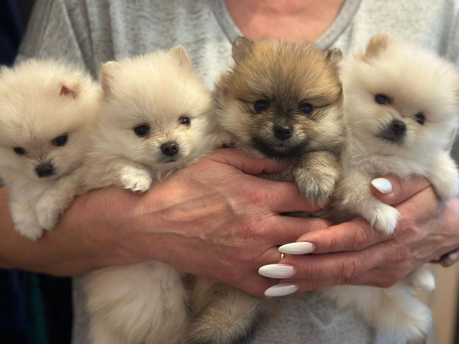 Шпиц Померанский