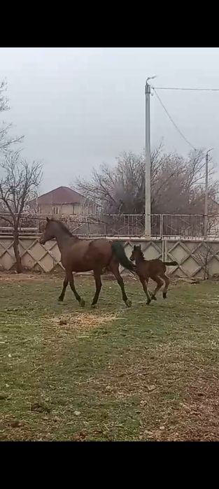 Құлынды бие 7 жасар