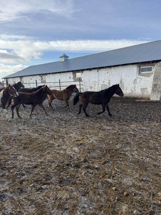 Продам лошадей тай