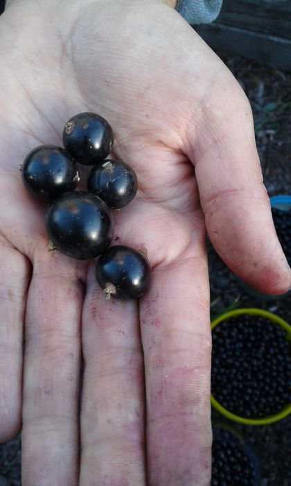 Продам дачу, с/о Эврика