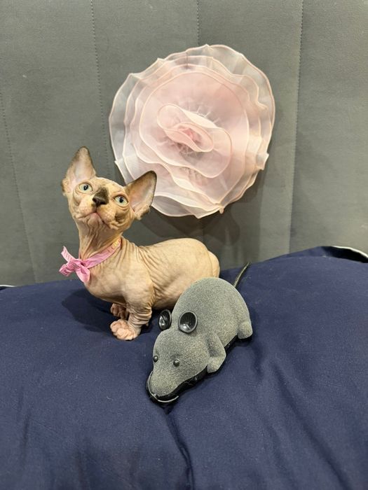 Шикарные сфинксы бамбино и эльф