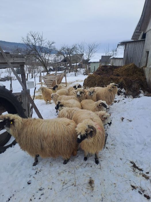 Vând oi bune tinere