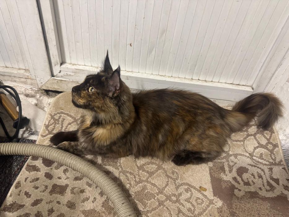 Продам кошку крыселовку за 60 тыс тенге или поменяю на  инструмент