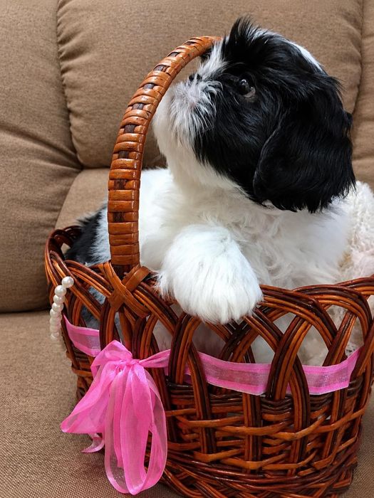 Shih Tzu talie mică mini