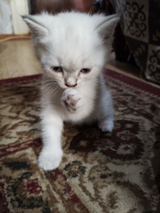 Отдам котенка, девочка, бело-молочная
