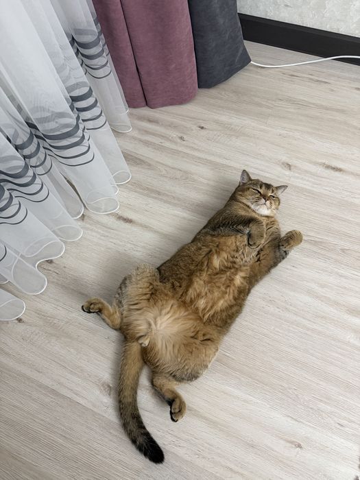 Отдам котика в добрые руки, scottish straight
