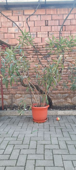 Leandru cu flori roz