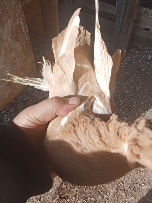 Продам голубей хороших