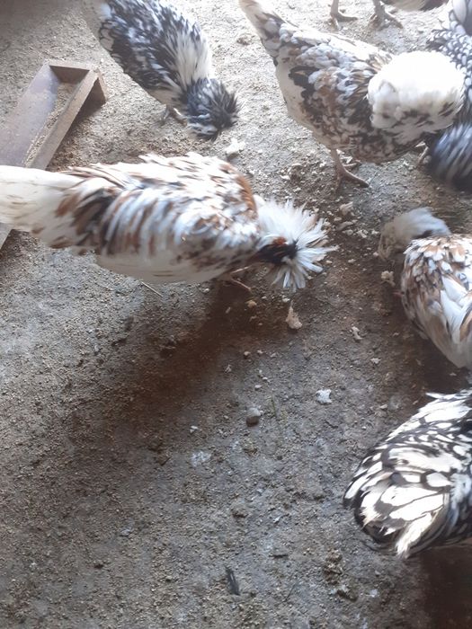 Vând cocoși Paduane