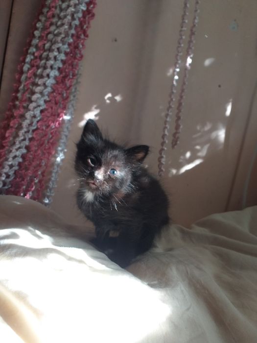 Отдам в добрые руки маленьких мальчишек