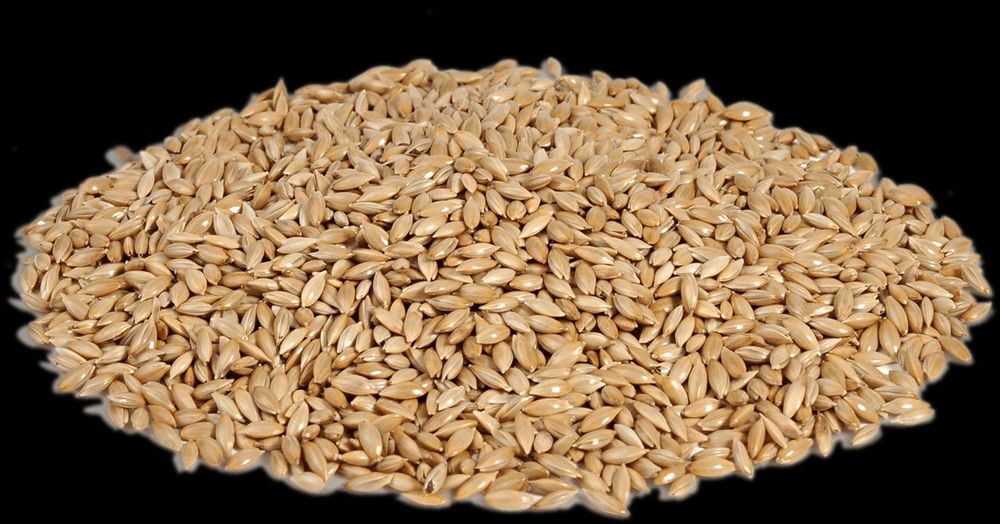 Канареечное семя фото Канареечное семя фото