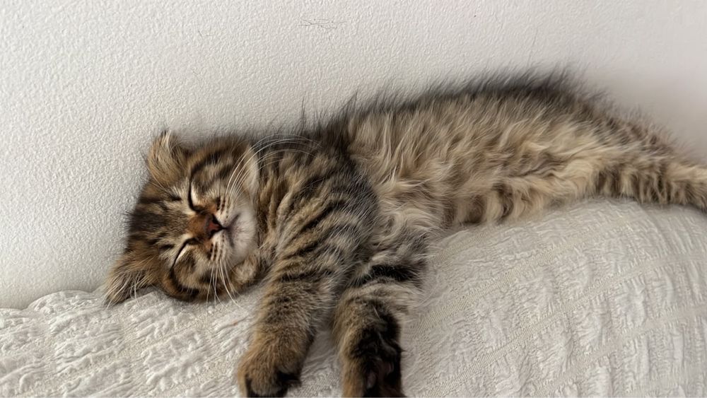 Отдамдим котенка