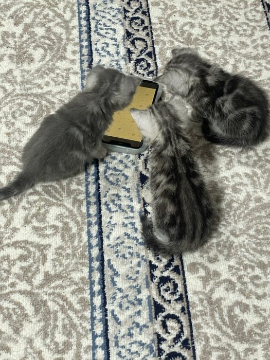 Продается котята