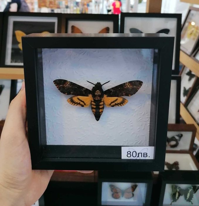 Мъртвешка глава , Препарирана нощна пеперуда , Мълчанието на агнетата