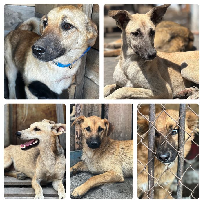 Собаки в хорошие руки