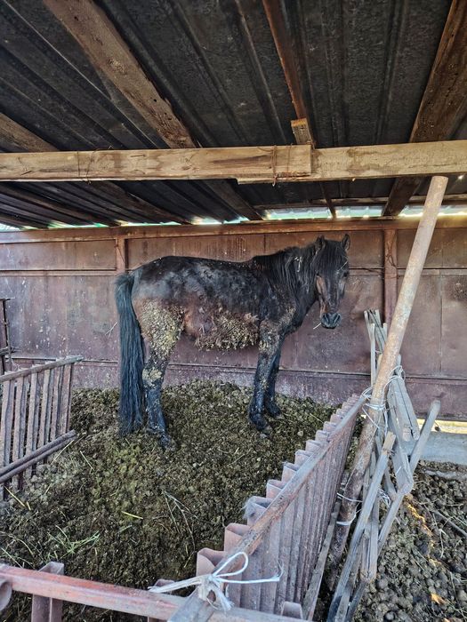 Бие сатылады отенайда