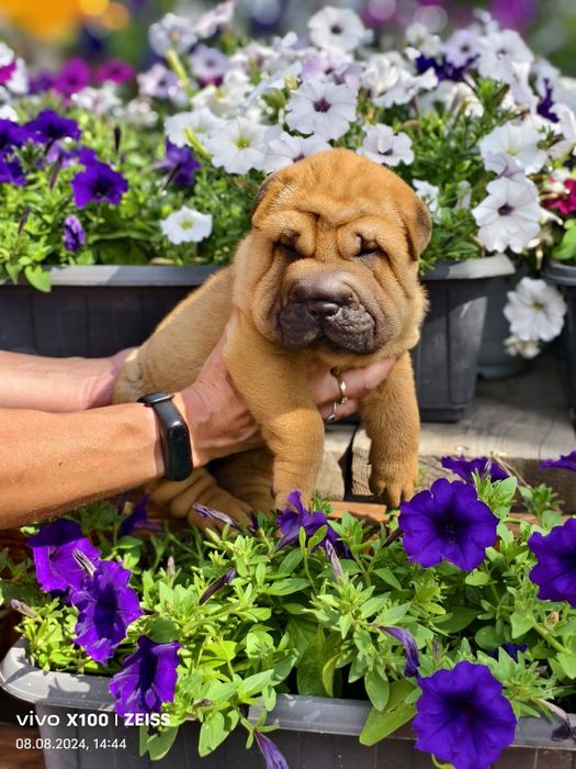 Продам щенка шарпея.