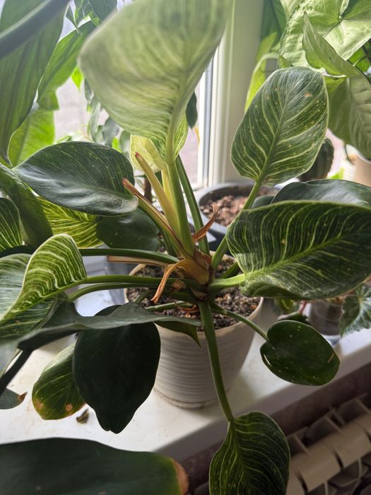 Комнатные растения