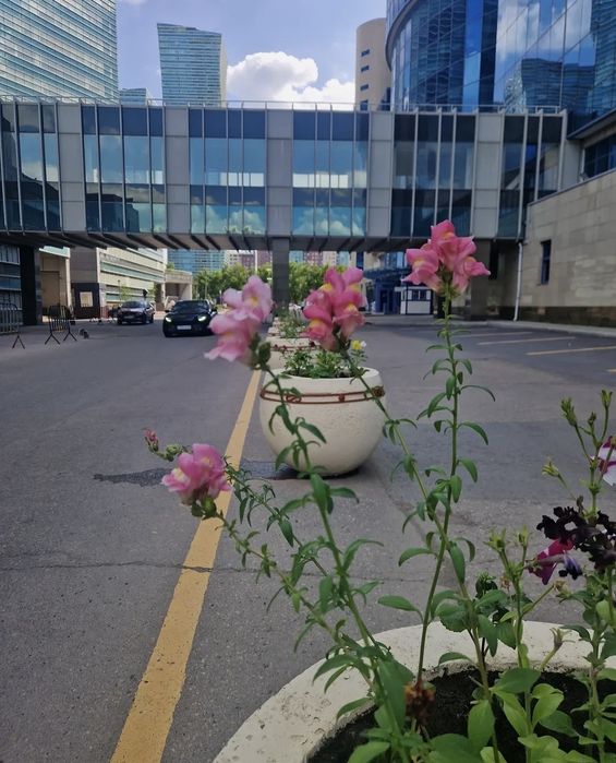 Деревья, цветы, газон