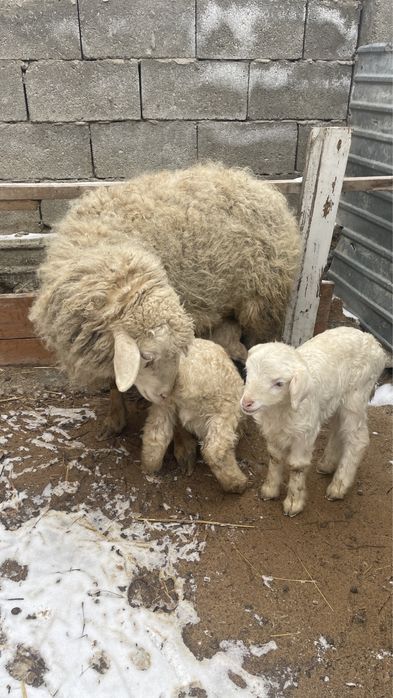 Қойлар сатылады, қозысымен бірге