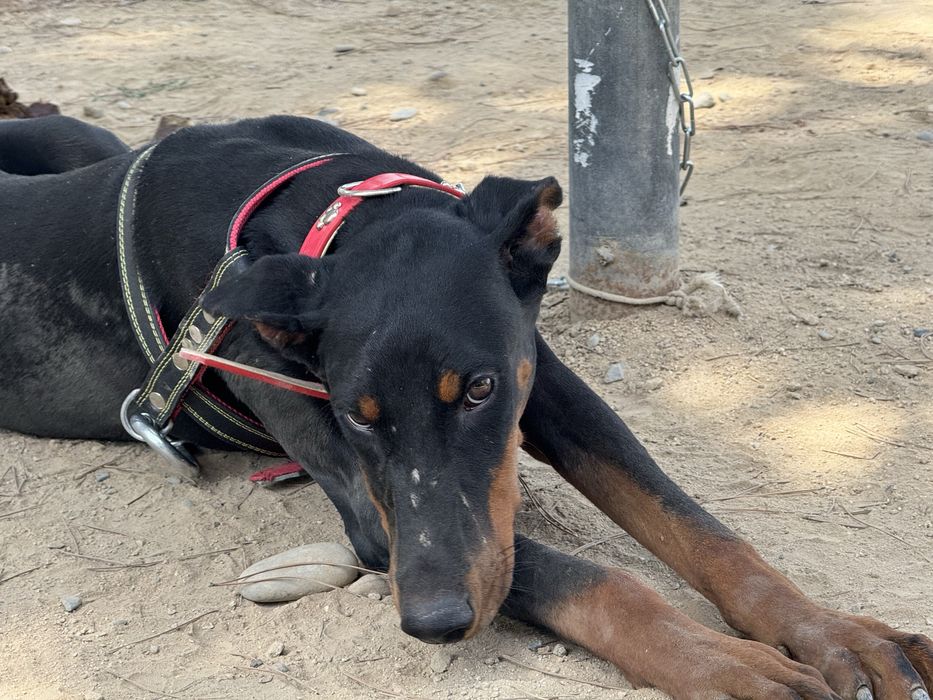 Продаю собаку в хорошие руки