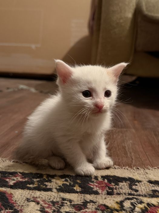 Котята бесплатно