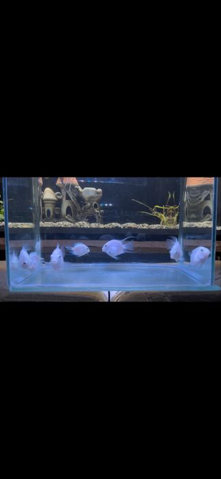 Продам рыб платиновый попугай      г.Тараз