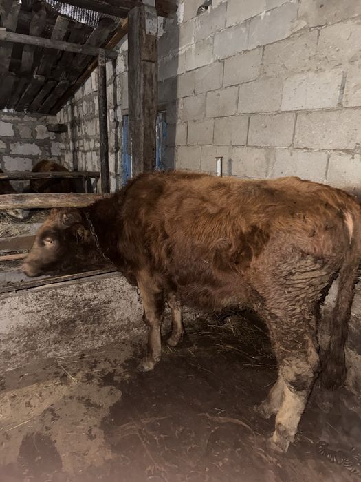 Продам бычков 6 голов полторашки (1,5)