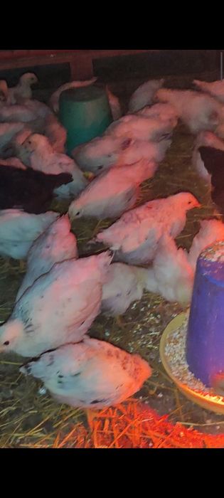 Доминант парода чехяники