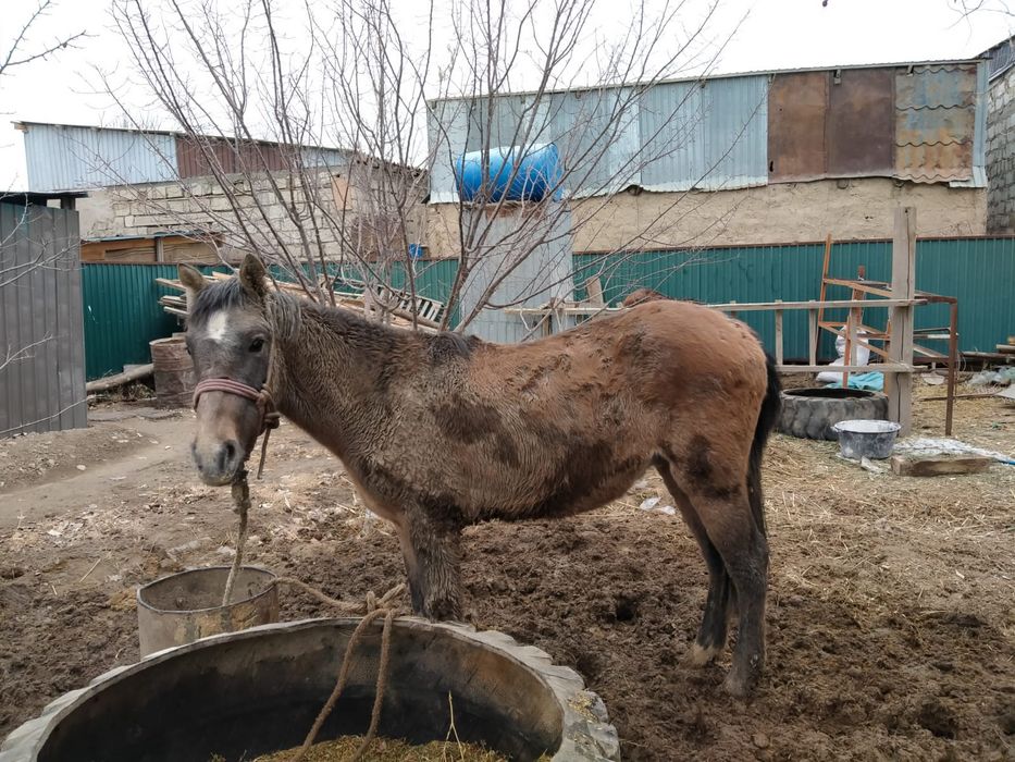 Құнан сатылады семіз байланған