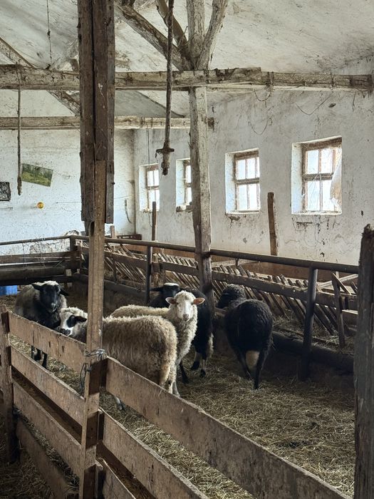 Стадо овце- дават се във купа