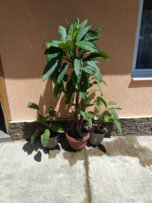 Vand plante verzi