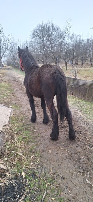 Vând mânză neagra