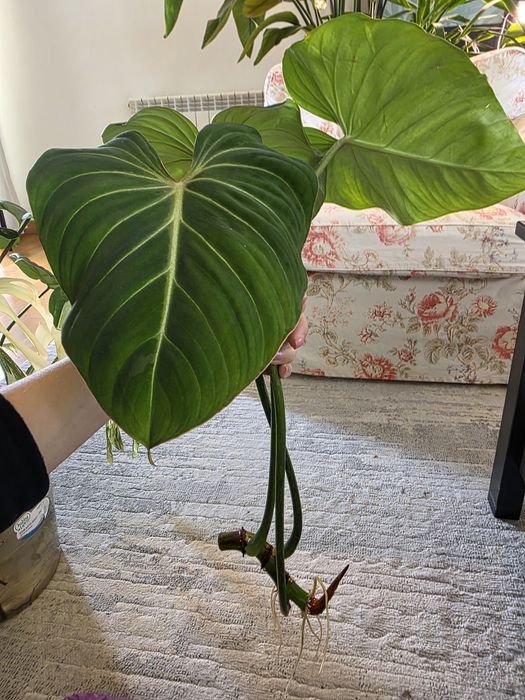 Philodendron gloriosum