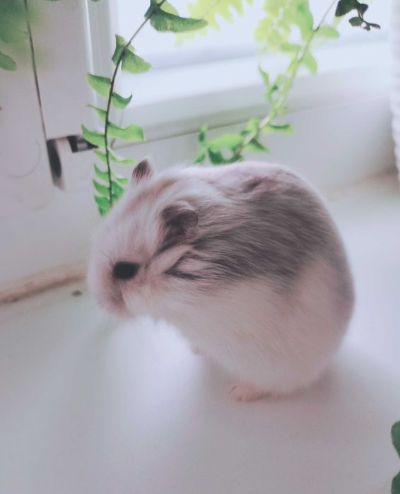 Hamsteri albi foarte deosebiți și cuminți micuți și cuminți