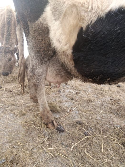 Молочная корова.