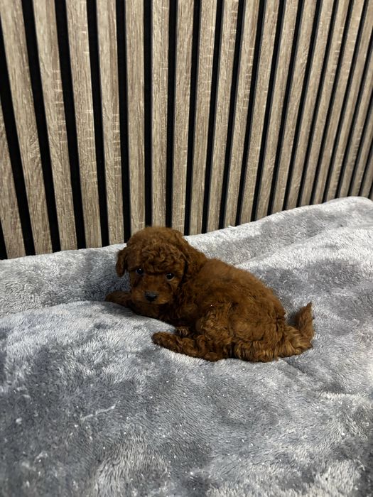 Той пудел момиче и момче