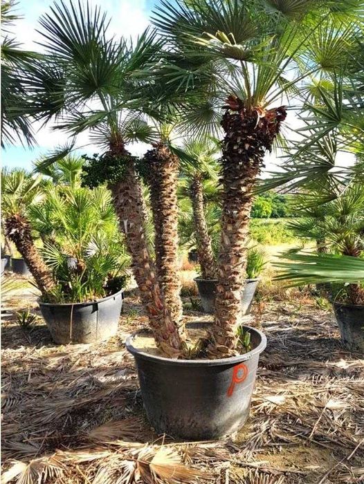 Palmieri rezistenti iarna