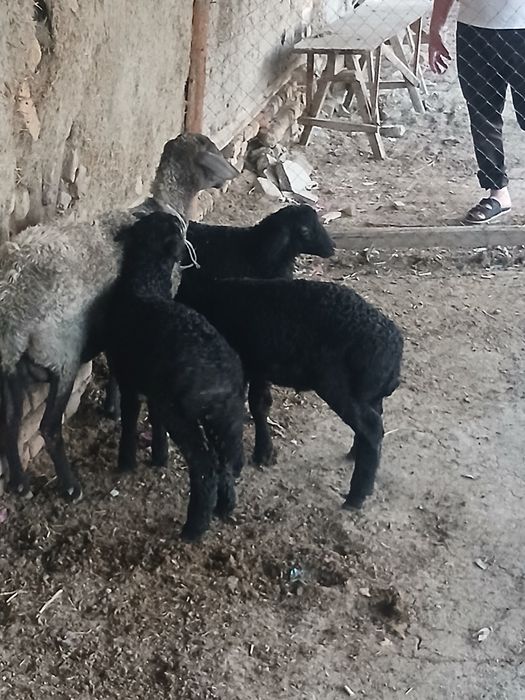 Ona bola soĝlom qòylar