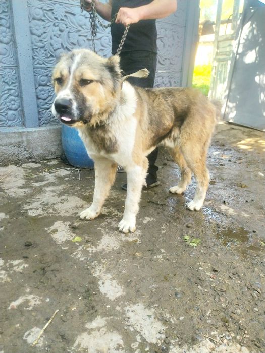 Добрая собака хороший