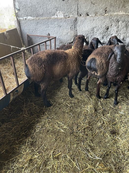 Кой токты кошкарлар бар