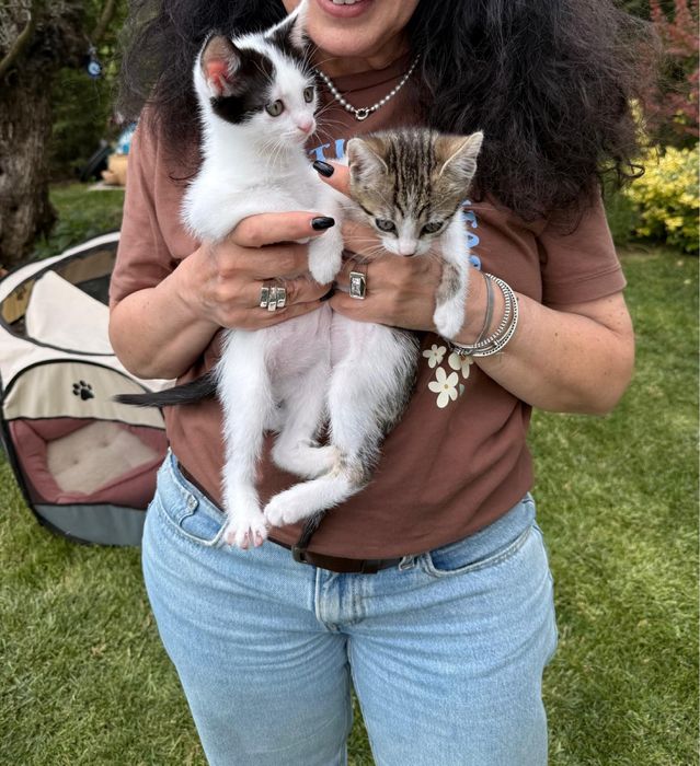 Gratuit- Adoptie responsabila pui mici