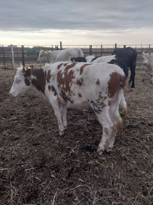 Продам КРС (4 телки)