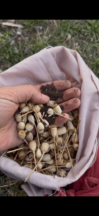 Семена декоративного мака Мак