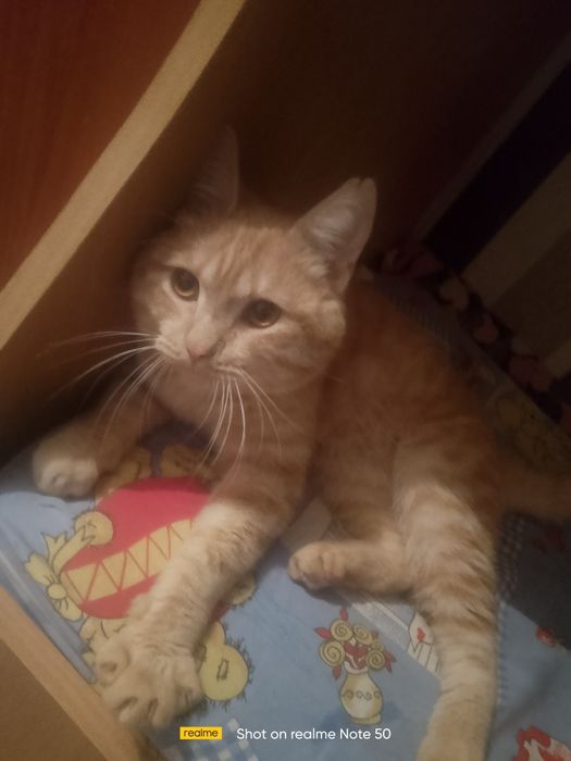 Отдам котика 2годика