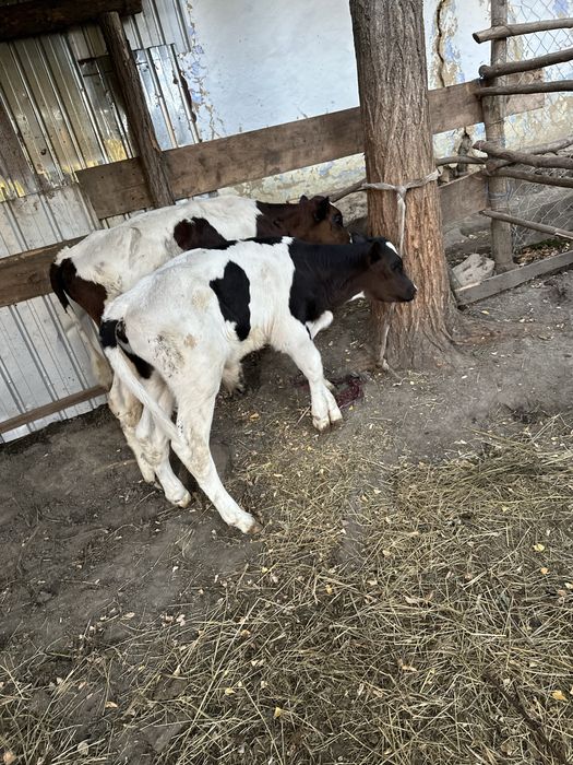 2 taurasi de vanzare