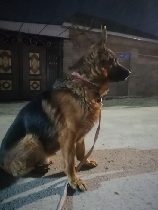 Вязка.  Молодой кобель. Не продажа!!!