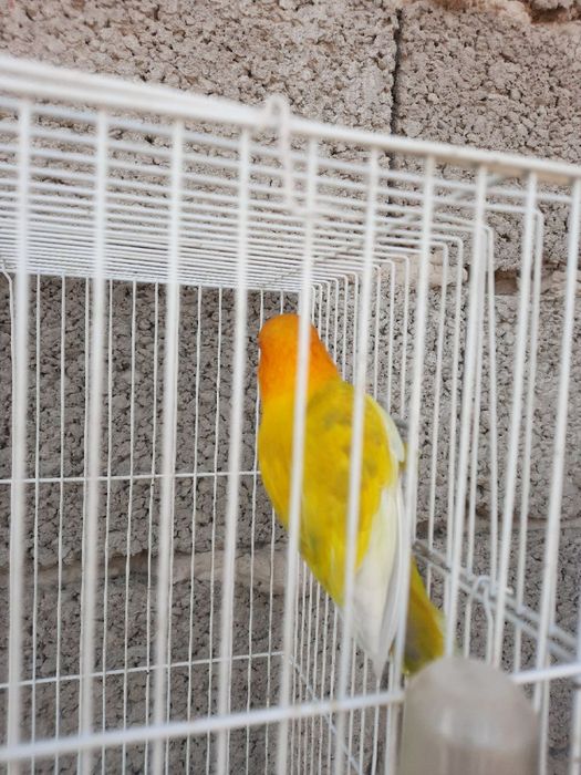 Бизнес килиш учун тайёр ишлаётган  Фишер самес попугай сотилади