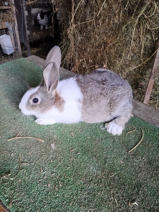 Tineret Hycole si Pannon